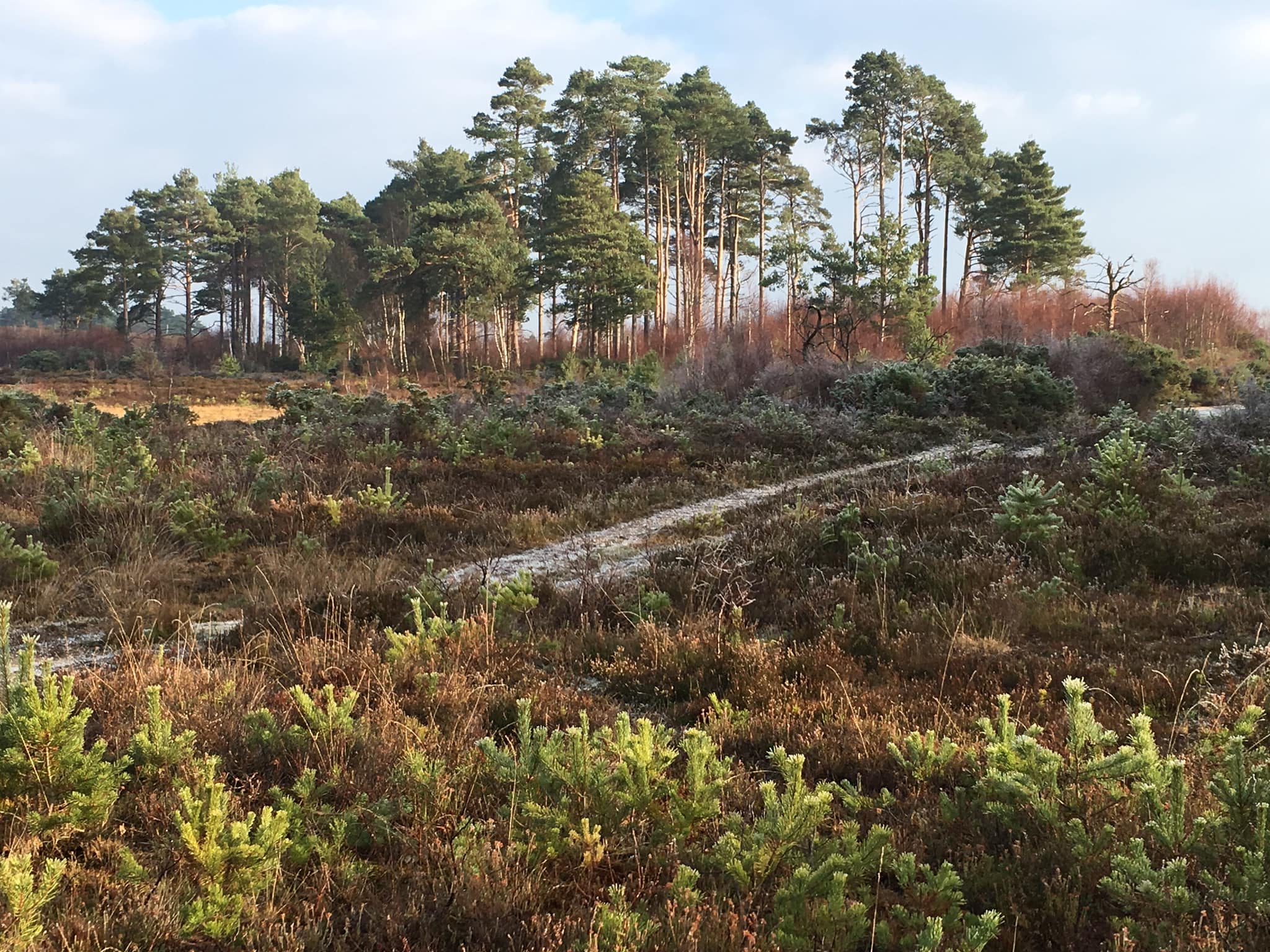 You are currently viewing Thursley NNR – Volunteer Task